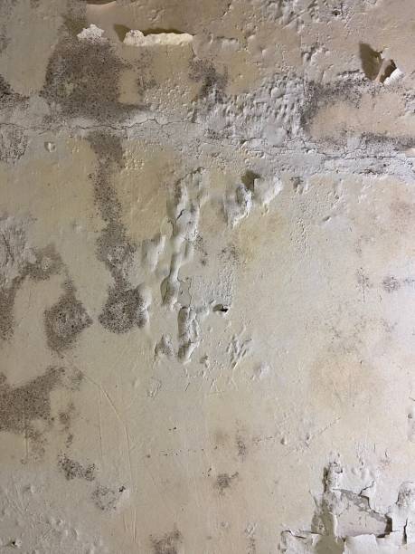 Best Home Mold Removal  in Westfield, WI