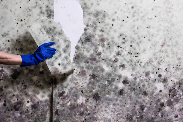 Best Office Mold Removal Services  in Westfield, WI