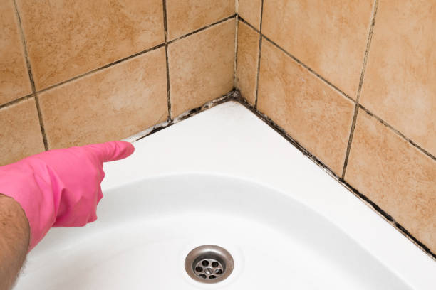Best Toxic Mold Removal  in Westfield, WI